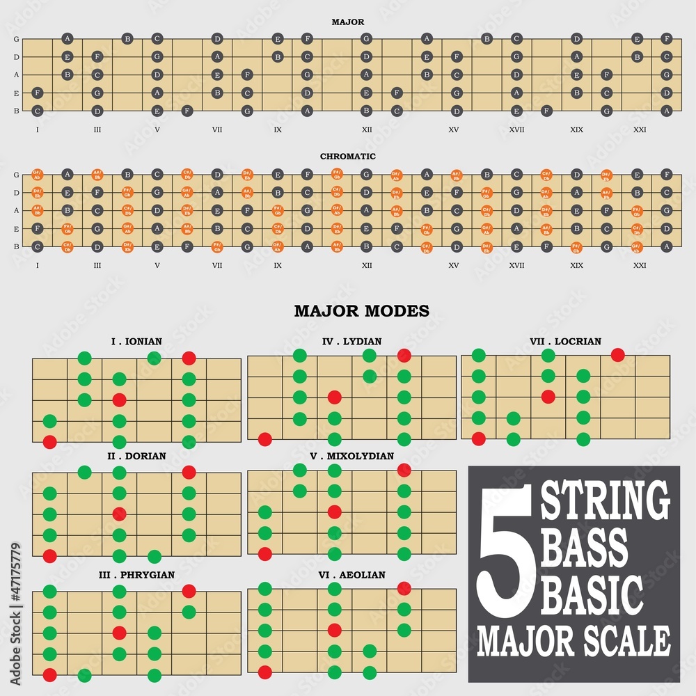 5 string bass major scale Stock Vector