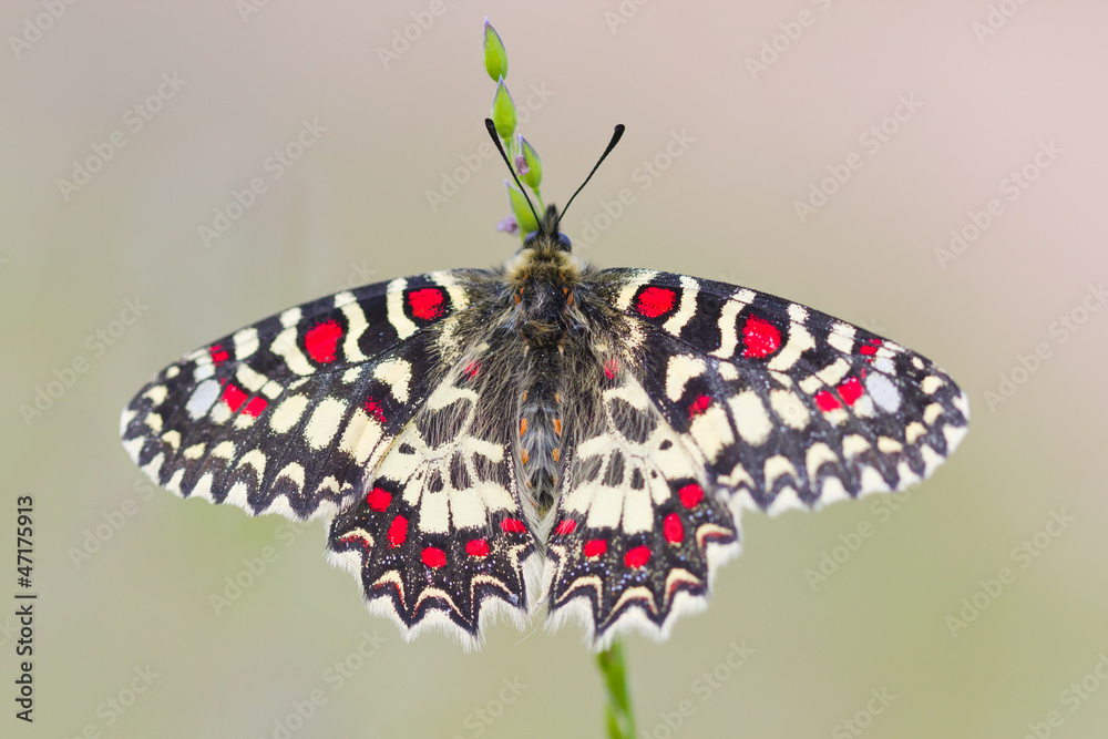 Naklejka premium mariposa zerynthia rumina