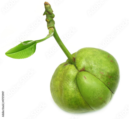 Elephant apple or Chalta with green leaves photo