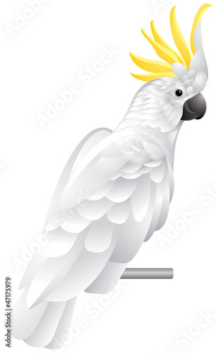 Cockatoo parrot
