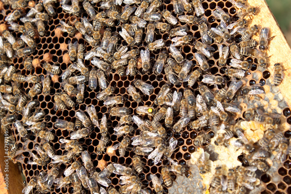 Bees on honeycomb Bees on honeycomb
