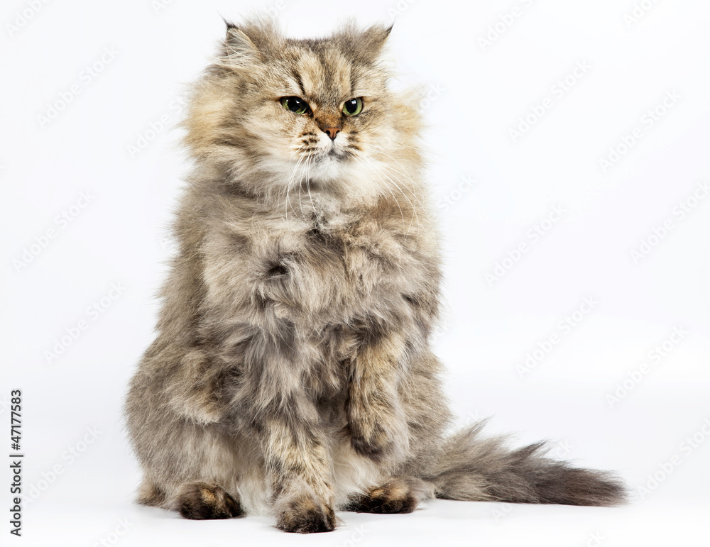 Persian cat golden chinchilla with one paw raised Persian cat golden chinchilla with one paw raised