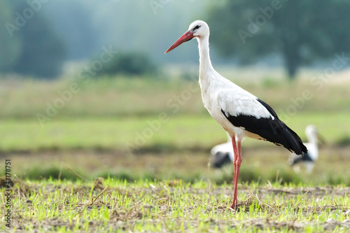 stork