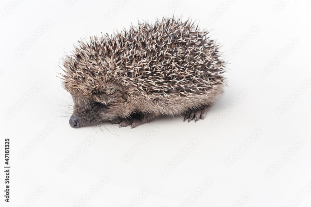 Obraz premium Hedgehog on a white background