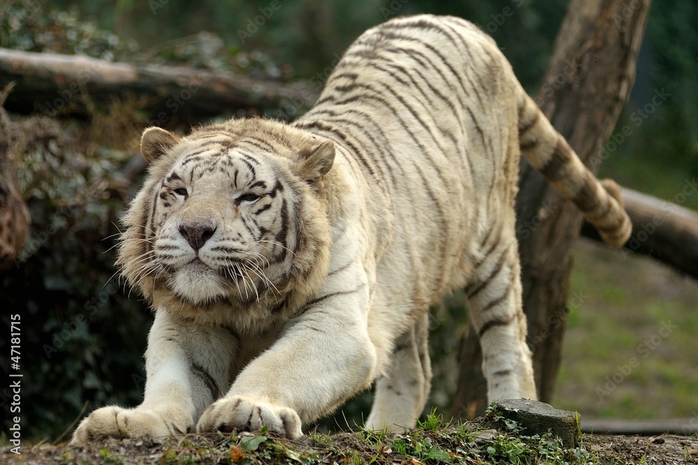 Tigre bianca siberiana