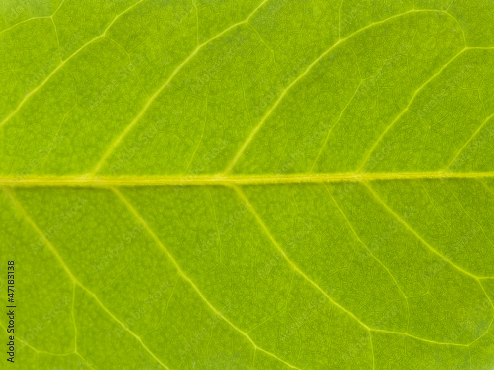 texture tree leaf fall texture tree leaf fall