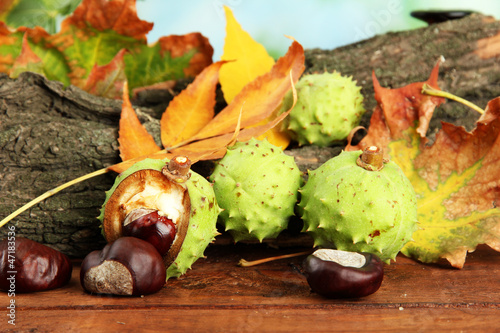 Chestnuts with autumn dried leaves and bark
