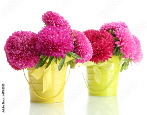 pink aster flowers in pails, isolated on white photo