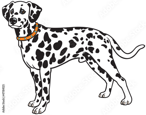 dalmatian