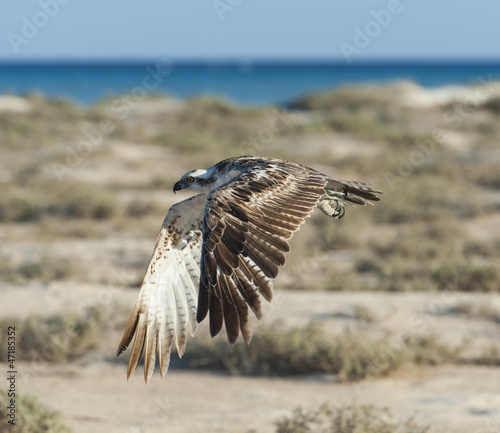 Large osprey bird in flight