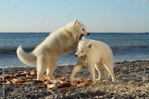 Fight of dogs