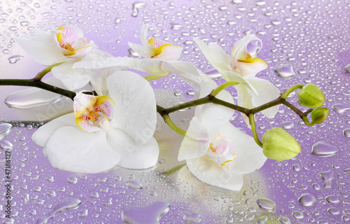 white beautiful orchid with drops on purple background