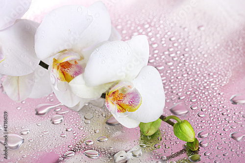 white beautiful orchid with drops on pink background