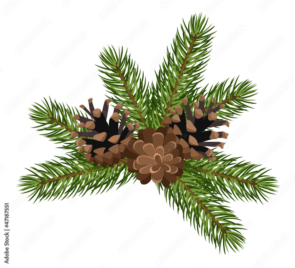 Obraz premium Fir tree branches and cones. Vector illustration.