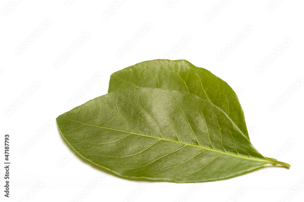 Obraz premium Bay Laurel (Laurus nobilis) on white