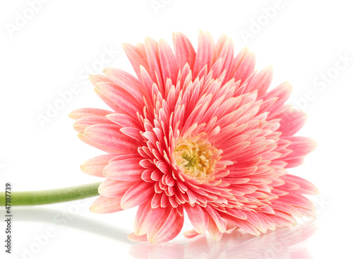 beautiful gerbera flower isolated on white