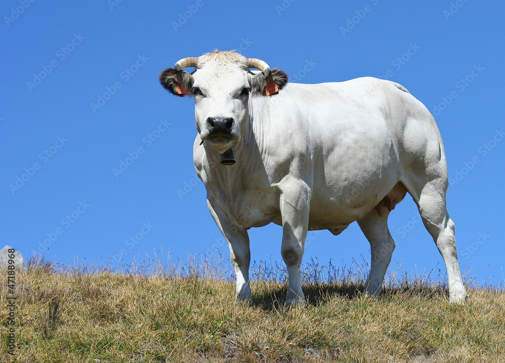 Splendida mucca piemontese bianca, pascolo brado Splendida mucca piemontese bianca, pascolo brado