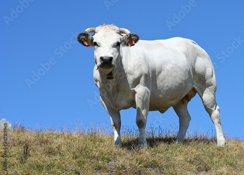 Splendida mucca piemontese bianca, pascolo brado photo