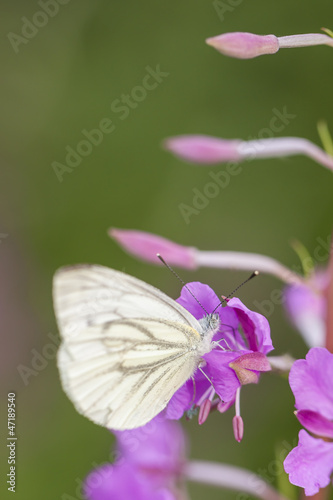 Butterfly on pink plant