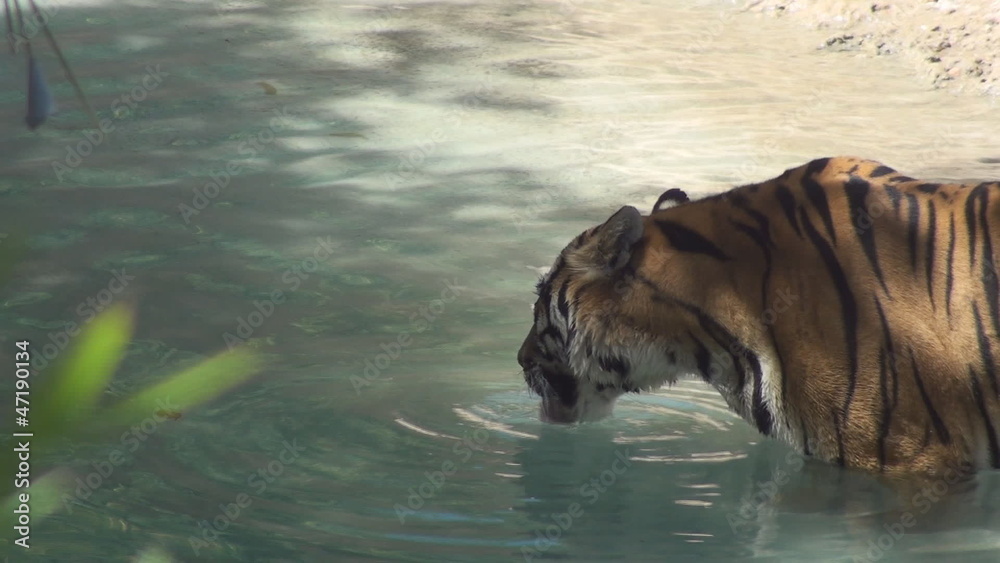 Tiger drink water Tiger drink water