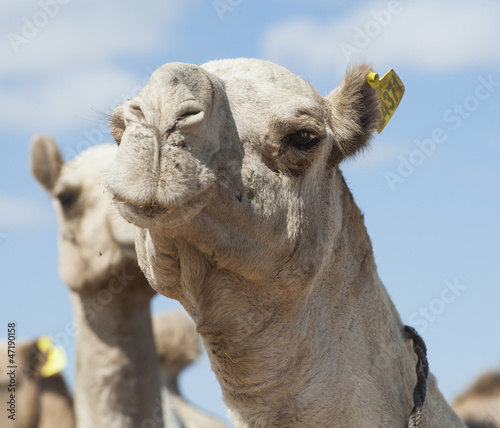 Dromedary camels at an African market © Paul Vinten