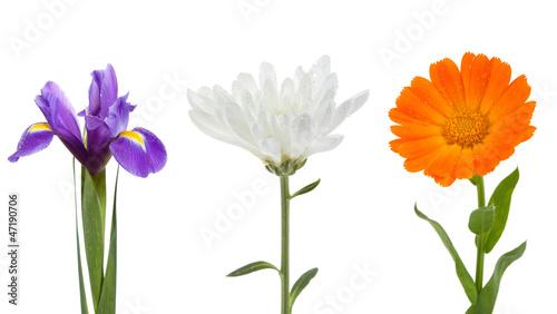 Wallpaper Mural Flowers collection Torontodigital.ca