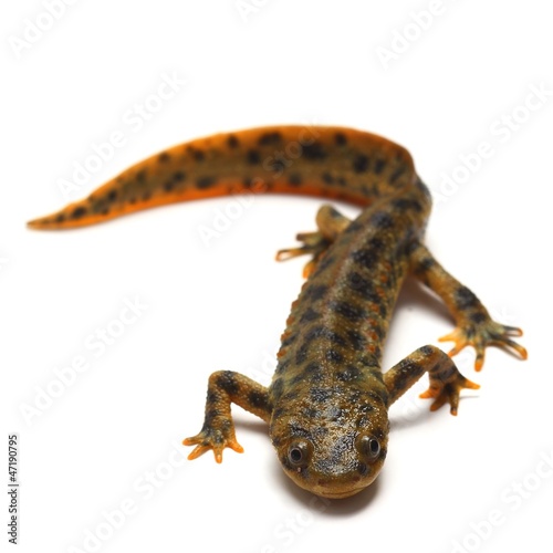 Spanish ribbed newt (Pleurodeles waltl) photo