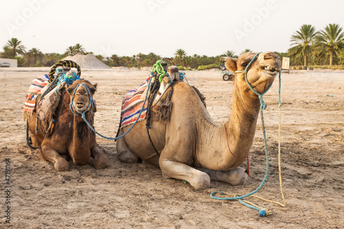 Arabian camel or Dromedary also called a one-humped camel in the