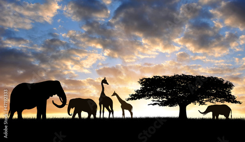 Silhouette elephants with giraffes in the sunset