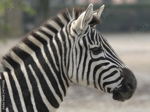 Zebra di grant