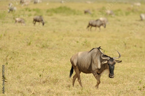 Gnu nella Savana