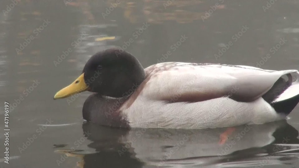 Duck on Channel cleans feathers beak Duck on Channel cleans feathers beak