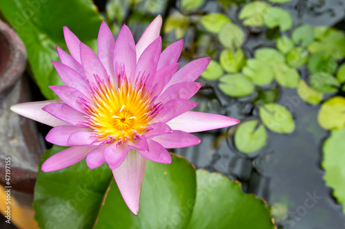 pink lotus blooming in the tropical garden