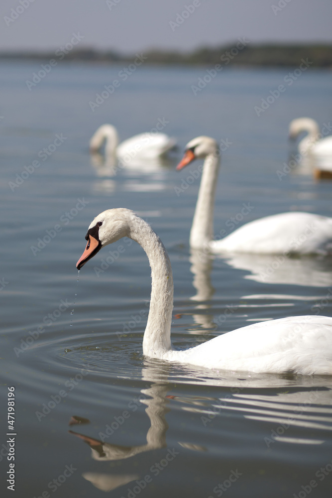 Fototapeta premium swans