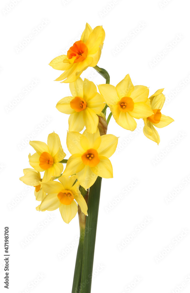 Obraz premium Multi headed daffodils