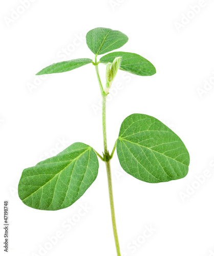 Soy plant