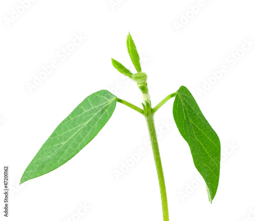 Soy plant