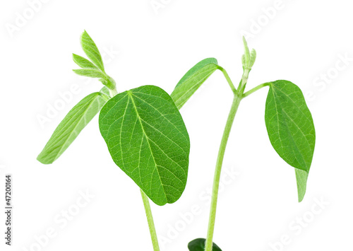 Soy plant