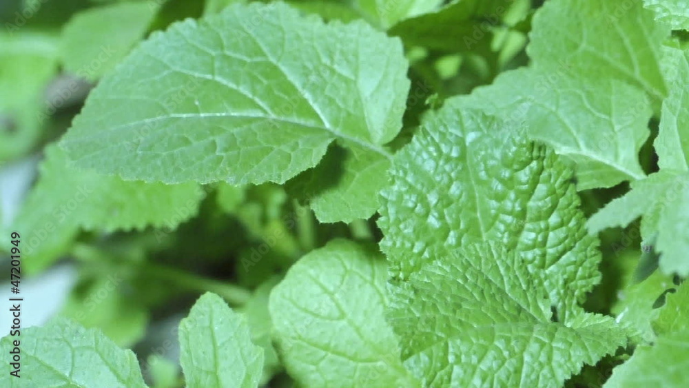 Mustard greens closeup dolly shot Mustard greens closeup dolly shot