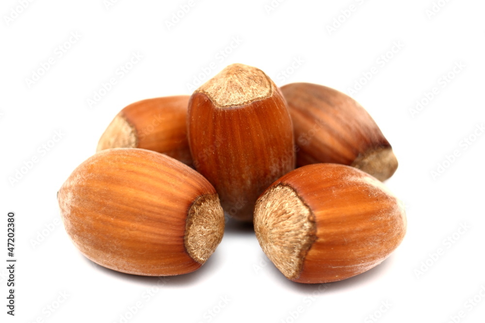 hazelnuts isolated on white background hazelnuts isolated on white background