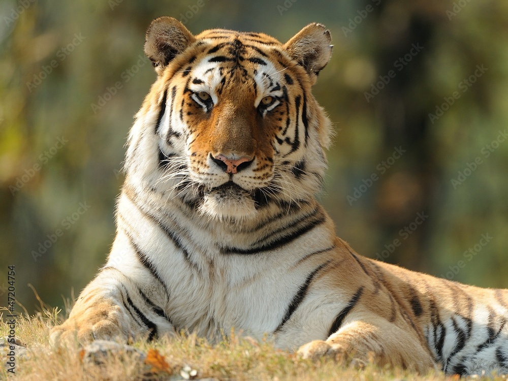 Obraz premium Tigre siberiana