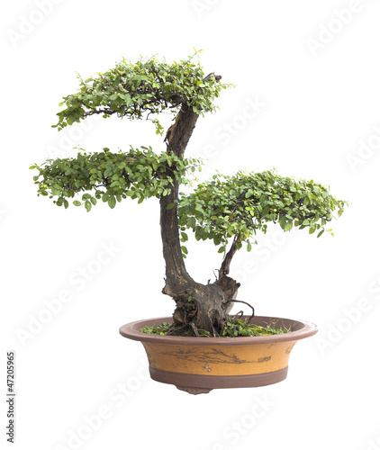 Chinese gardening, elm on a white background