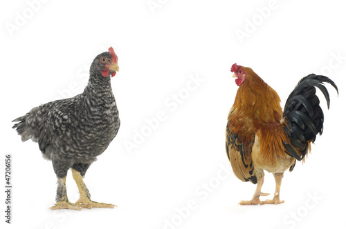 chicken hen and rooster shot in studio on white