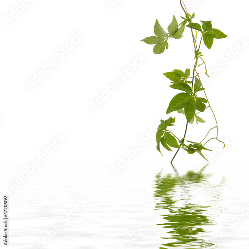 Spring green leaves with reflection