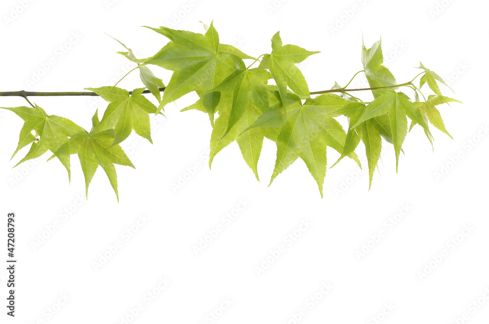 Green ivy Green ivy