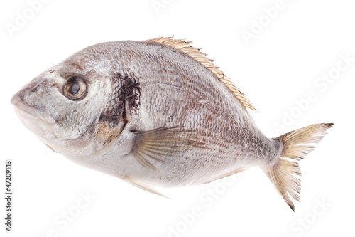 Dorado fish isolated on white background © Maksim Shebeko