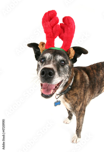 a pit bull with antlers on © annette shaff