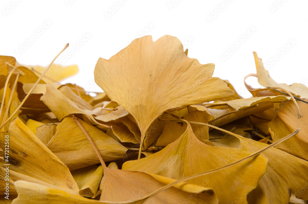 Naklejka premium Ginkgo leaves