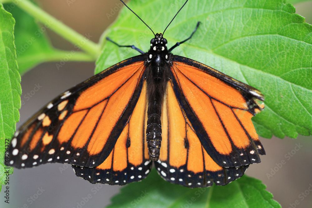 Fototapeta premium TIERE_0094_Schmetterling_Monarchfalter