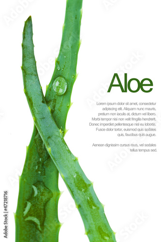 Aloe leaf